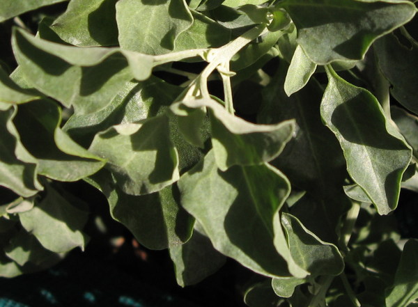 Chenopod leaves